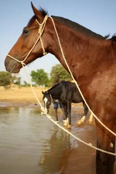 Horses in Mali Stock Photos