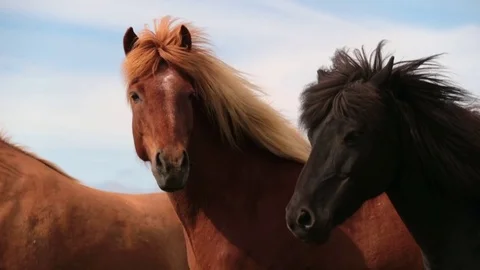 A horse's mane fluttering in the wind. Andreev. Stock Footage 77964670