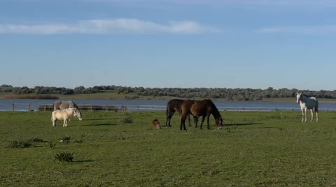 Horses in the marsh Video stock 59196638