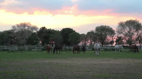 Horses on a meadow at dusk Stock-Footage 76430805