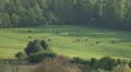 Horses on a meadow far away HD Footage