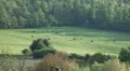 Horses on a meadow far away zoom out HD Footage