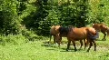 Horses on the meadow HD Footage