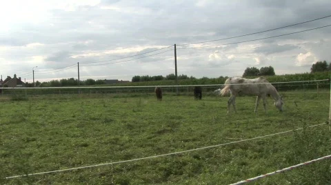 Horses in meadow Stock Footage 836082