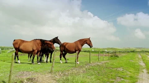 Horses In A Meadow Stock Footage 8826414