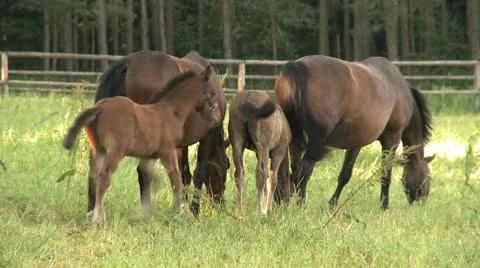 Horses in the meadow Stock Footage 10835159