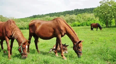Horses on the meadow Stock Footage 24371979