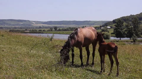 Horses on the meadow Stock Footage 24869878