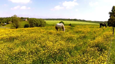 Horses on the meadow. Vídeo Stock 31668420
