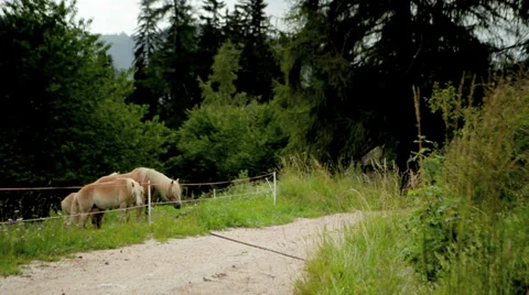 Horses on a Meadow Video stock 36053063