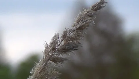 Horses,  meadow Stock-Footage 37655316