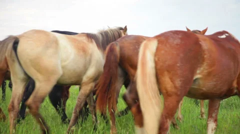 Horses in meadow Stock Footage 39343101