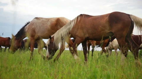 Horses in meadow Stock Footage 39343343