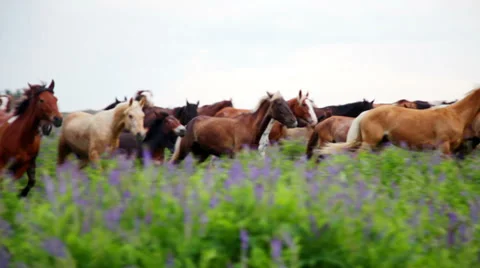 Horses in meadow Stock Footage 39343448