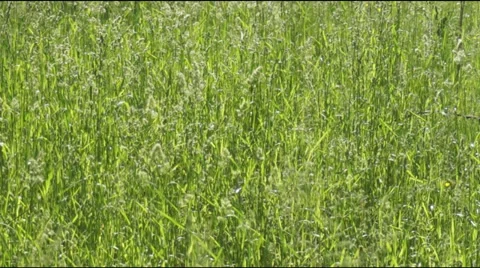 Horses in a meadow Stock Footage 39879296