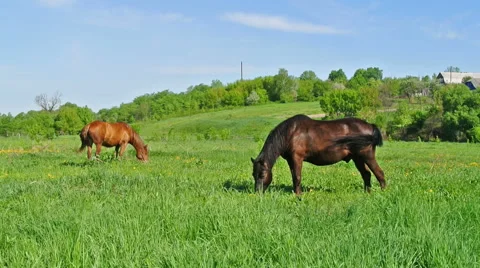 Horses on a meadow Stock Footage 42773820
