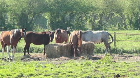 Horses on the meadow Stock-Footage 43664095