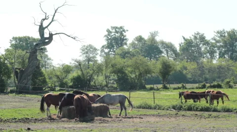 Horses on the meadow Stock Footage 43664525
