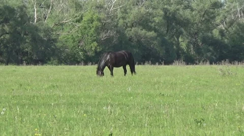 Horses in a meadow Stock Footage 50363947