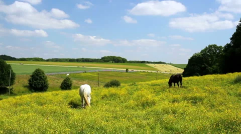 Horses on the meadow. Stock Footage 50961292