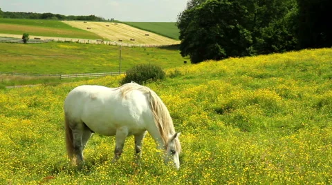 Horses on the meadow. Stock Footage 50961783
