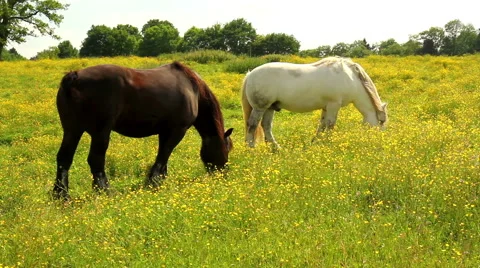Horses on the meadow. Stock Footage 50962781