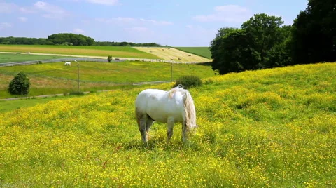 Horses on the meadow. Stock Footage 50976904