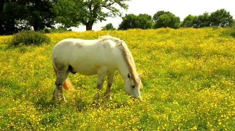 Horses on the meadow. Stock Footage 50979171
