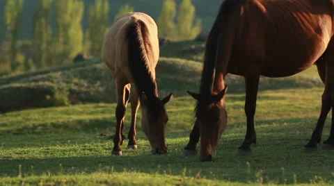 Horses in the meadow Stock-Footage 54365448