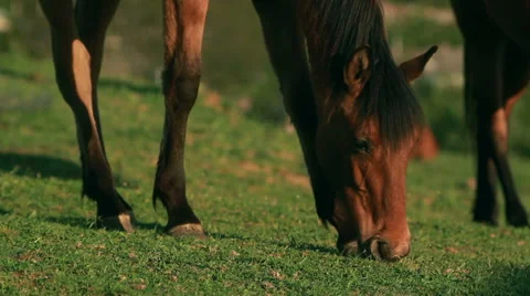 Horses in the meadow Stock Footage 54577024