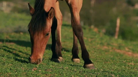 Horses in the meadow Stock Footage 54577047