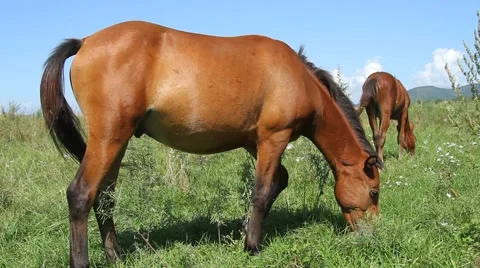 Horses on meadow Stock Footage 54711771