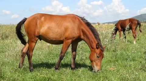 Horses on meadow Stock Footage 54711894
