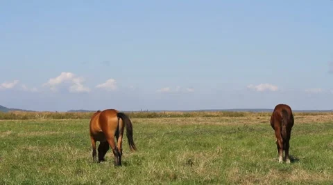 Horses on meadow Stock Footage 54712619