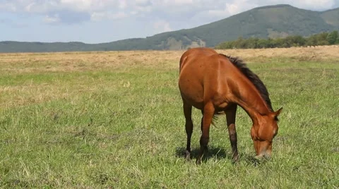 Horses on meadow Stock Footage 54712712