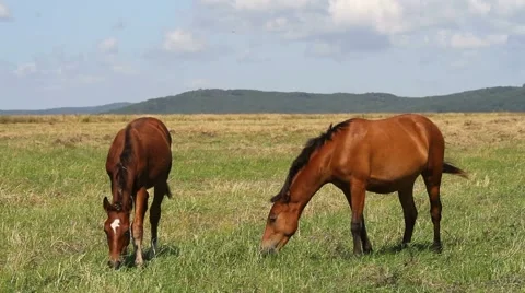 Horses on meadow Stock Footage 54712723