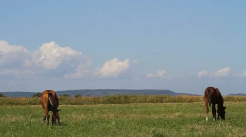 Horses on meadow Stock Footage 54712793