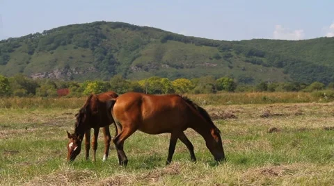 Horses on meadow Stock Footage 54713033