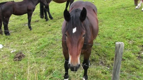 Horses in the meadow Stock Footage 56085621