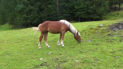 Horses in the meadow Stock Footage 56085648