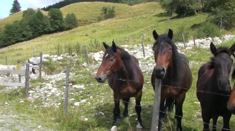 Horses in the meadow Видео 56085655