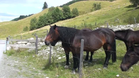 Horses in the meadow Stock Footage 56085677