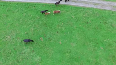 Horses in the meadow Stock Footage 56183338