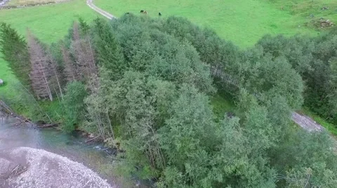 Horses in the meadow Stock Footage 56183400