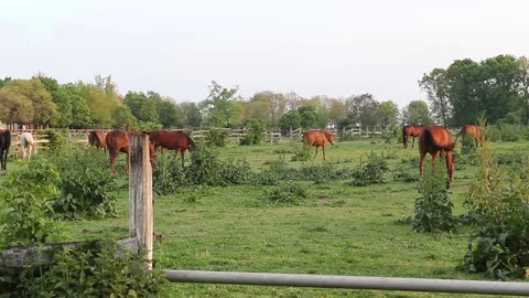 Horses on a meadow Stock-Footage 76430786
