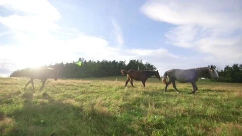 Horses on the meadow Stock Footage 78265187