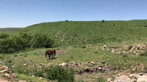 Horses in a meadow Stock Footage