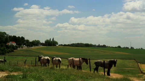 Horses on the meadow. Stock Footage 94230227