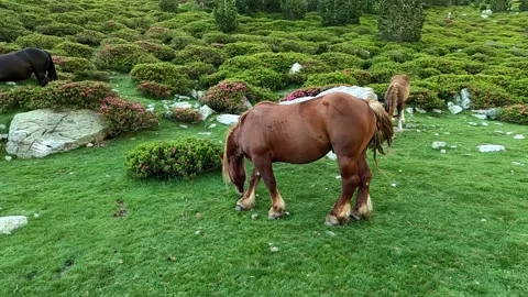 Horses in the meadow Stock-Footage 141363676