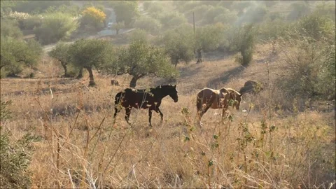 Horses In Meadow Stock Footage 175161805
